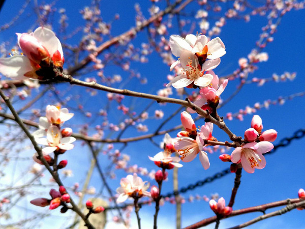 黄河三峡桃花开 喜迎“首届中国女生节”